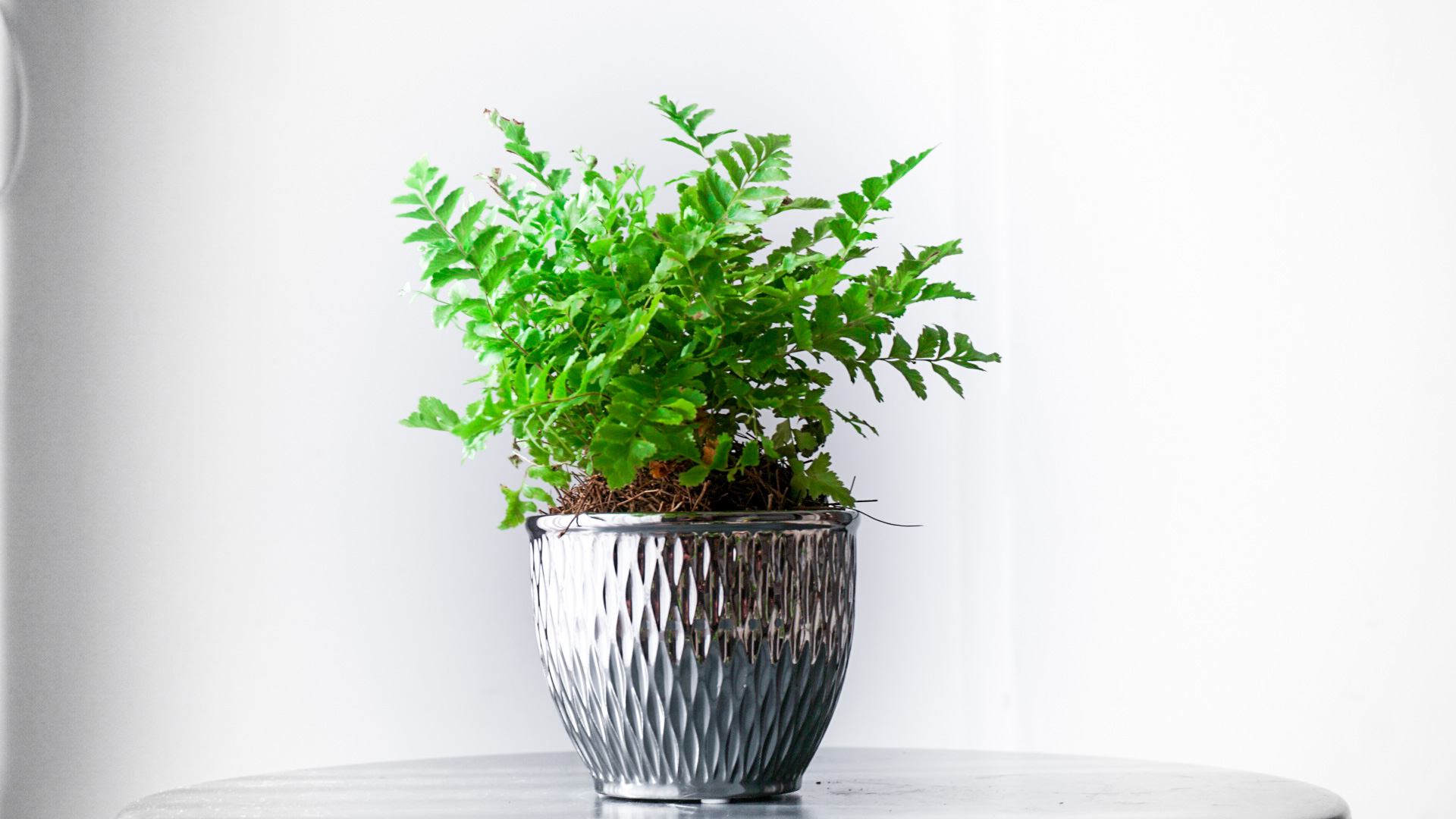 Foto 17-03-21 17 46 19