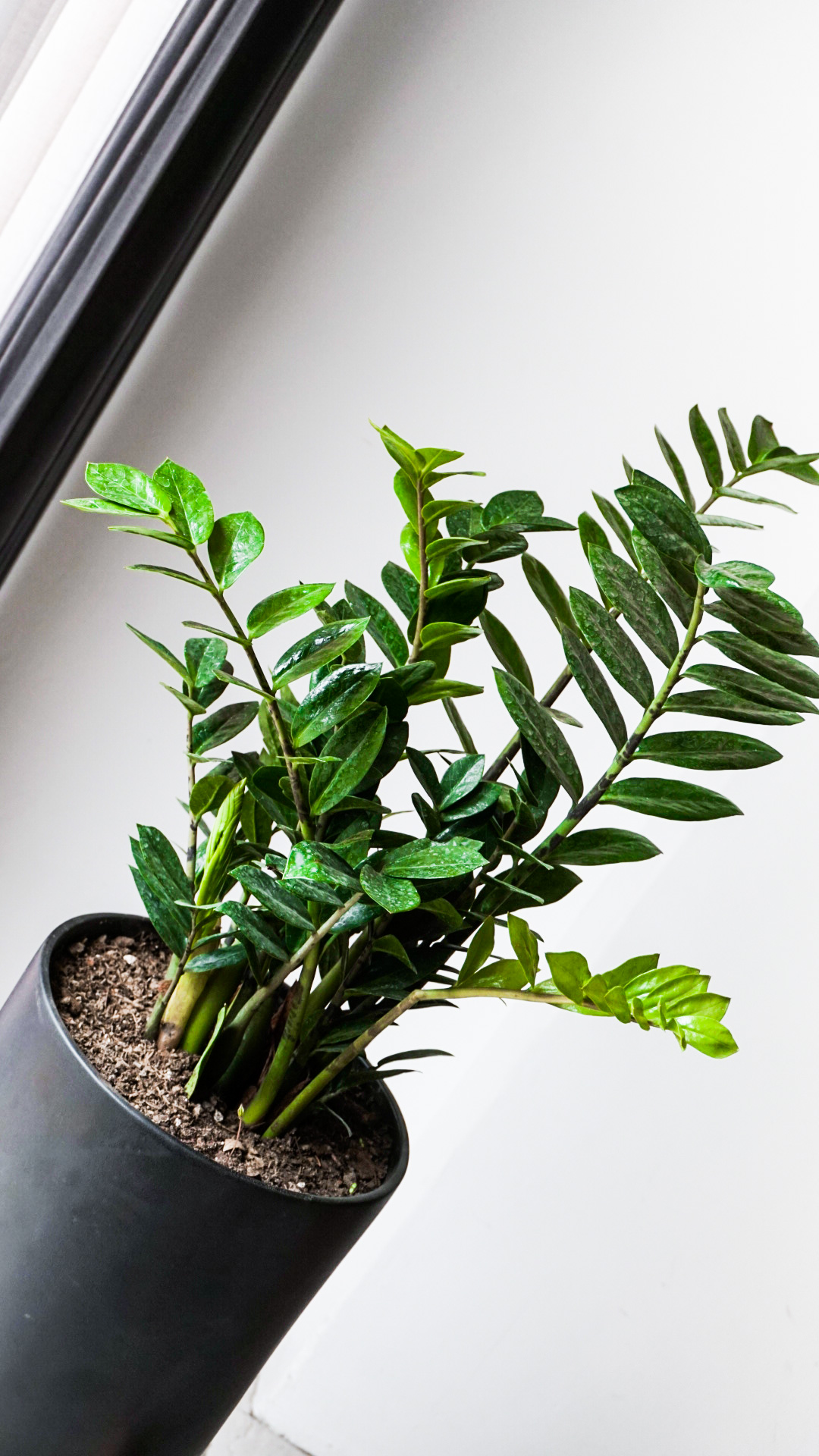 Foto 18-05-21 14 31 26