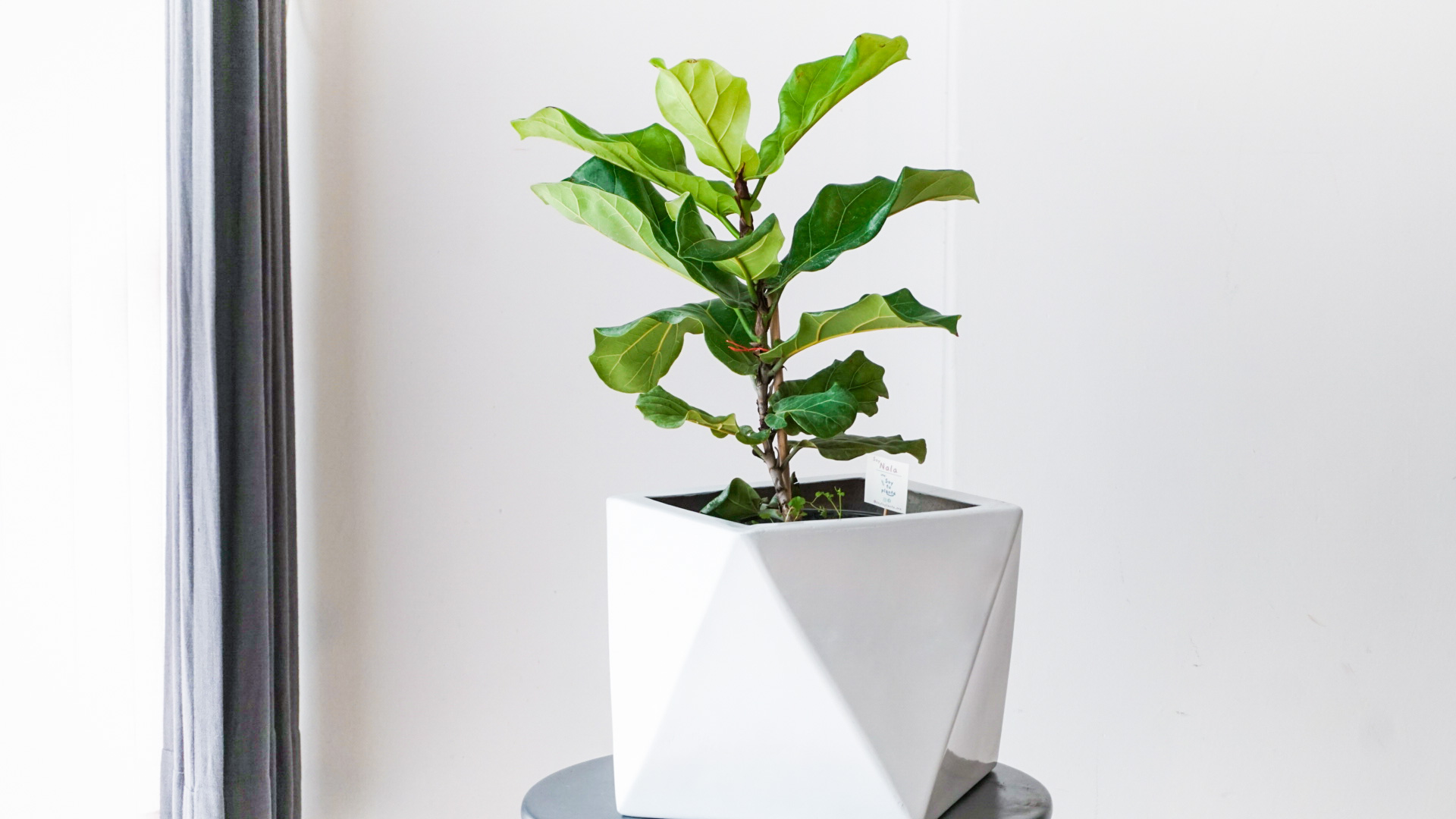 Foto 24-04-21 16 01 36