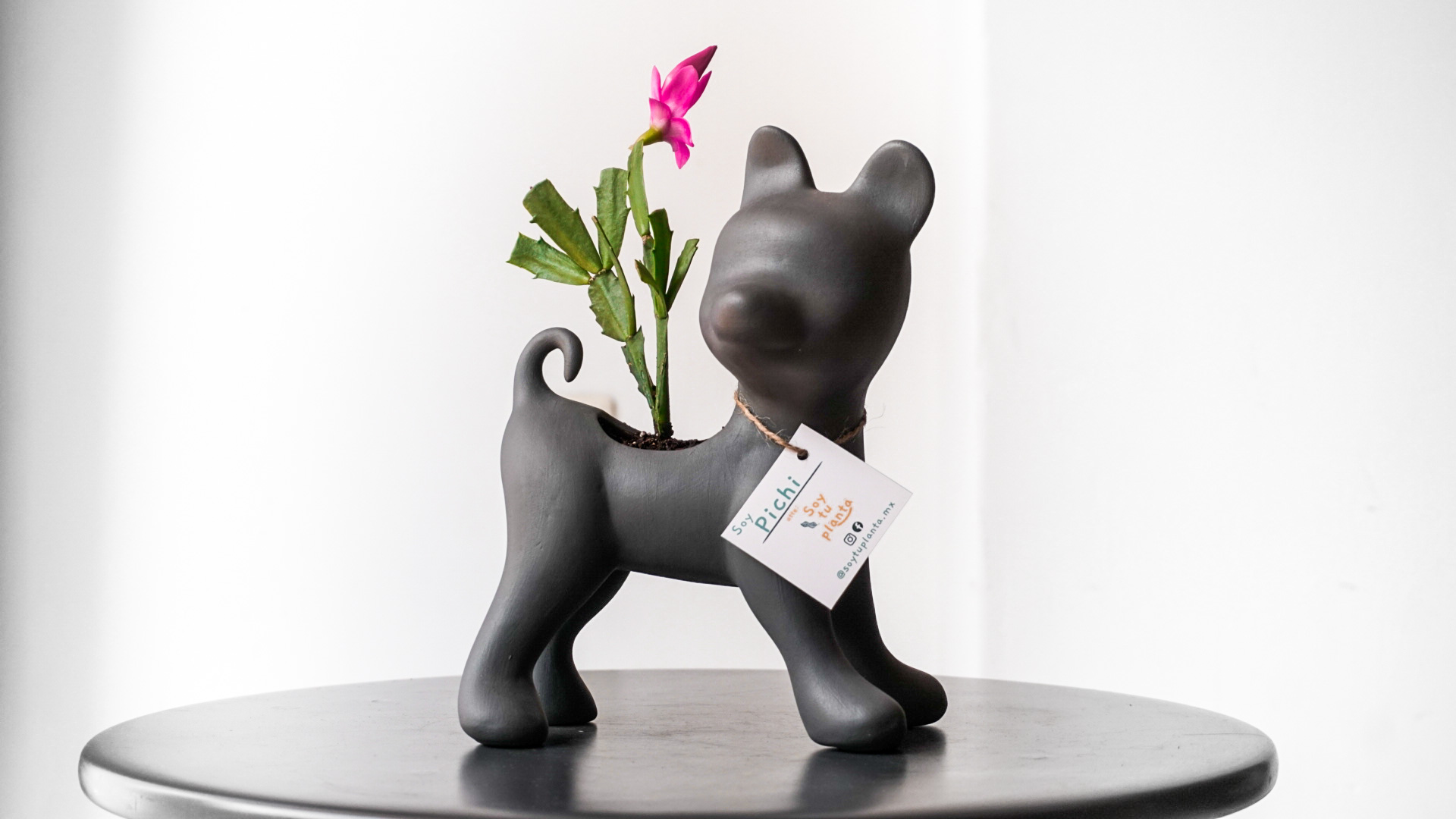 Foto 10-02-21 13 17 14 (1)