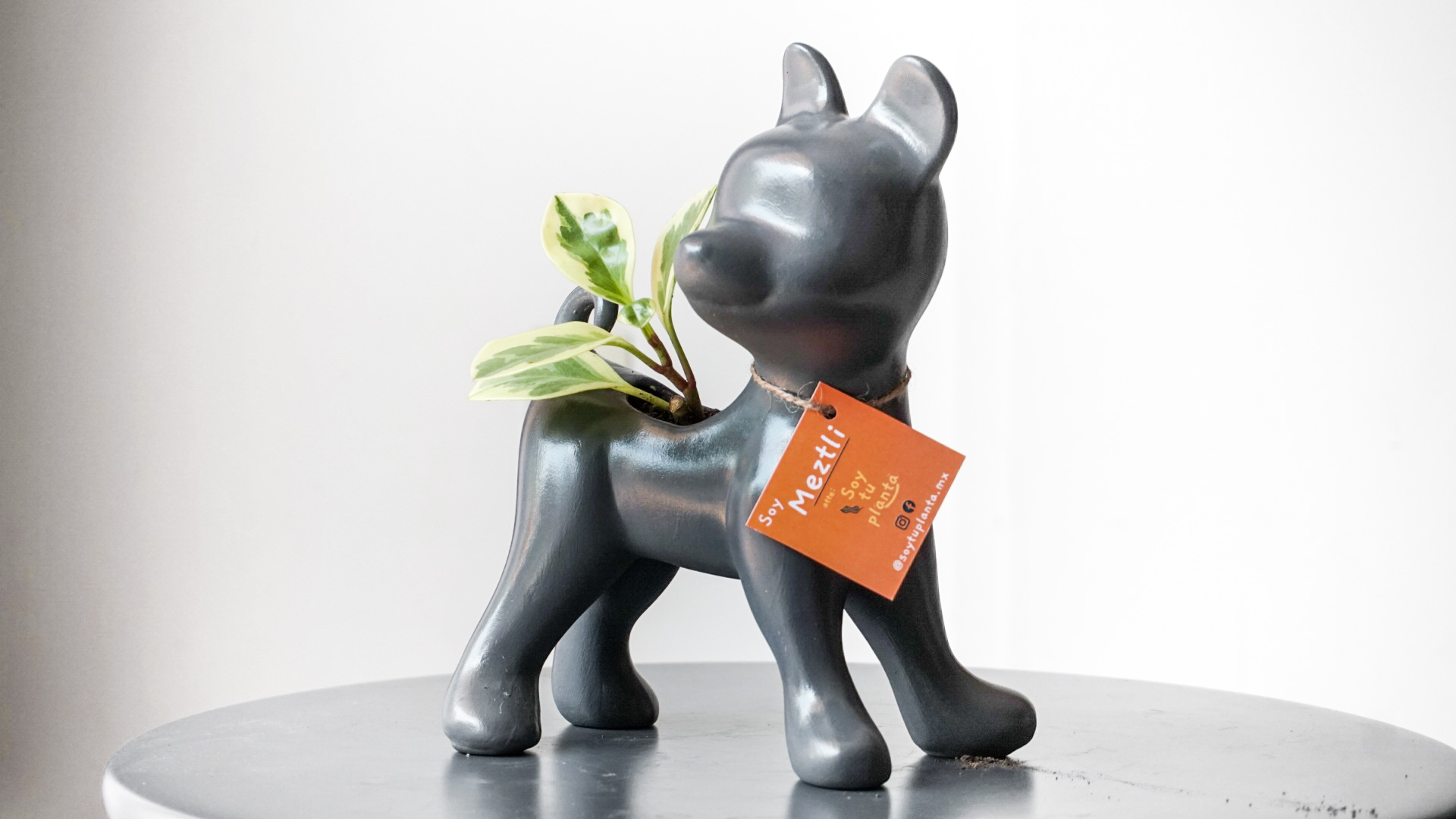 Foto 29-01-21 12 22 14